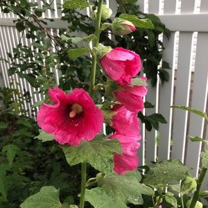 Meet your Posher, Michael